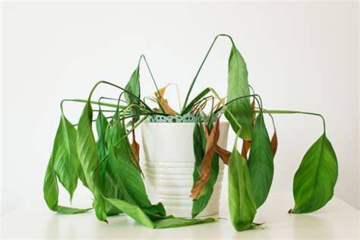 Are droopy plants dead?