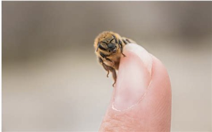 Are honey bees friendly?