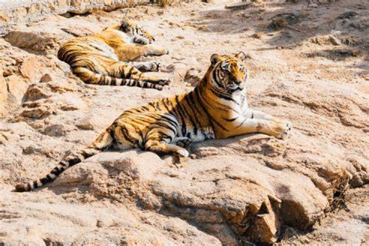 Are Tigers lazy?