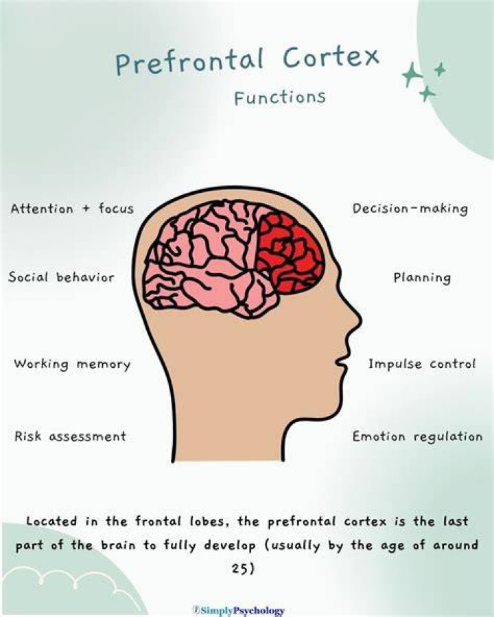 At the prefrontal cortex?