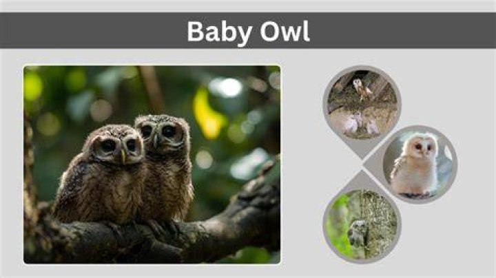 Can owls taste?