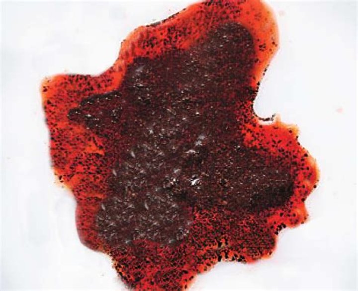 Can sawdust make a dog sick?