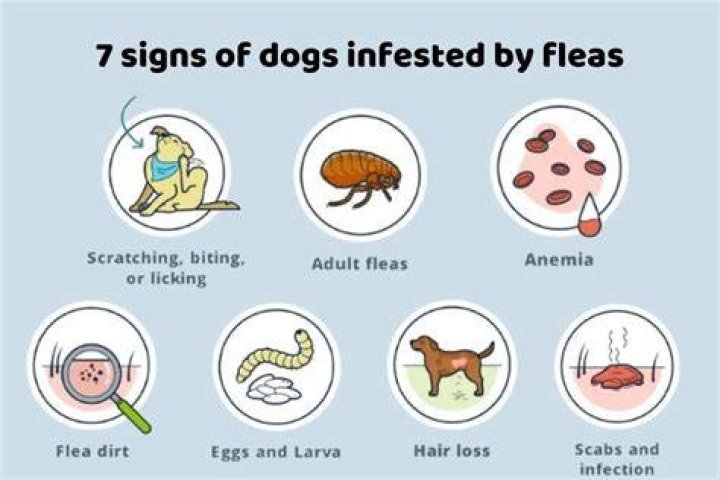 Could fleas make a dog sick?