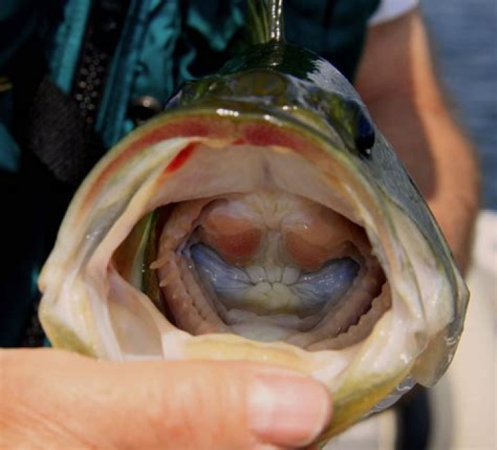 Do bass have teeth?