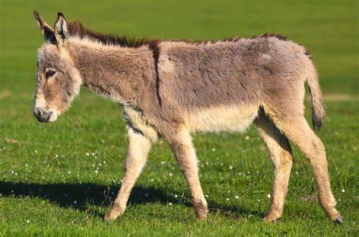 Do burros have a cross on their backs?