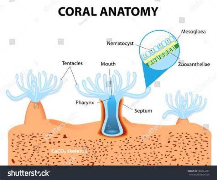 Do corals need coralline algae?
