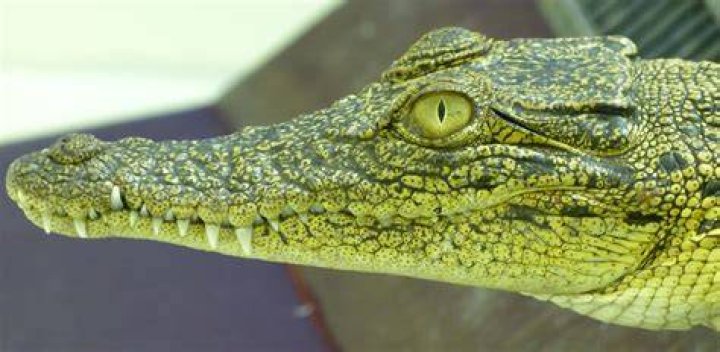 Do crocodiles have eyelids?