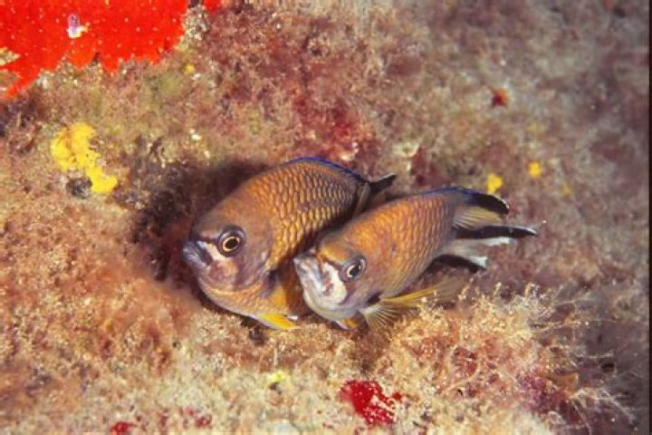 Do damselfish eat coral?