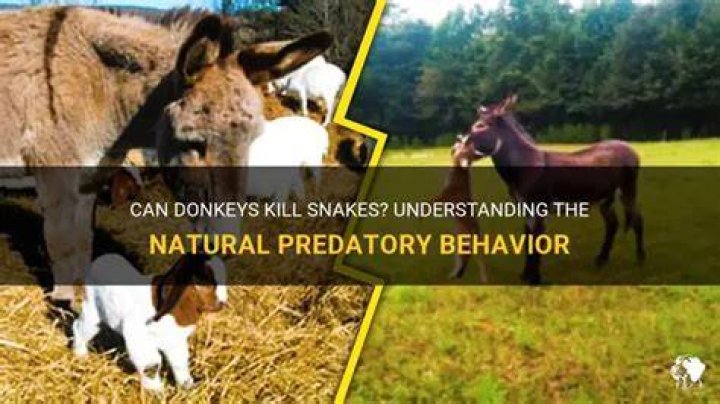 Do donkeys kill snakes?
