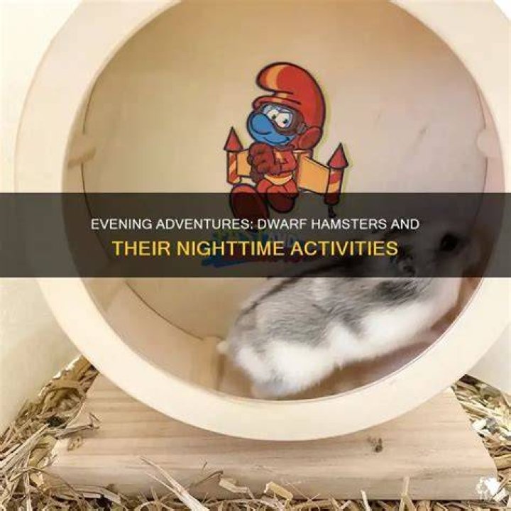 Do dwarf hamsters need light at night?