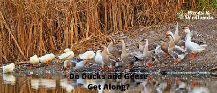 Do geese get along with ducks?