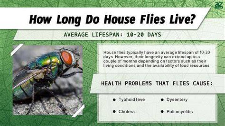 Do houseflies have nests?