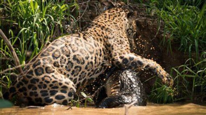 Do jaguars eat agouti?