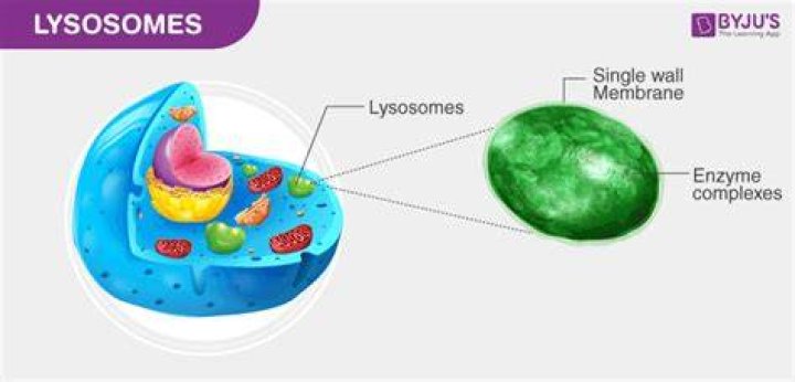 Do lysosomes contain lysozyme?