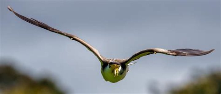 Do minor birds swoop?