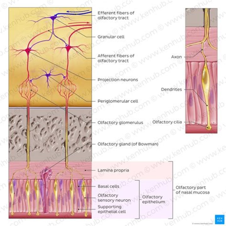 Do olfactory receptors adapt quickly?