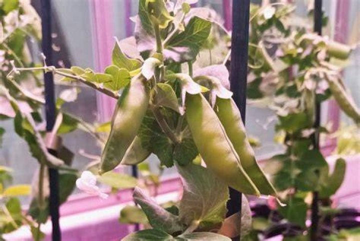 Do peas cause wind?