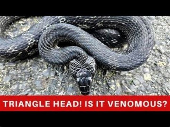 Do poisonous snakes have triangular heads?
