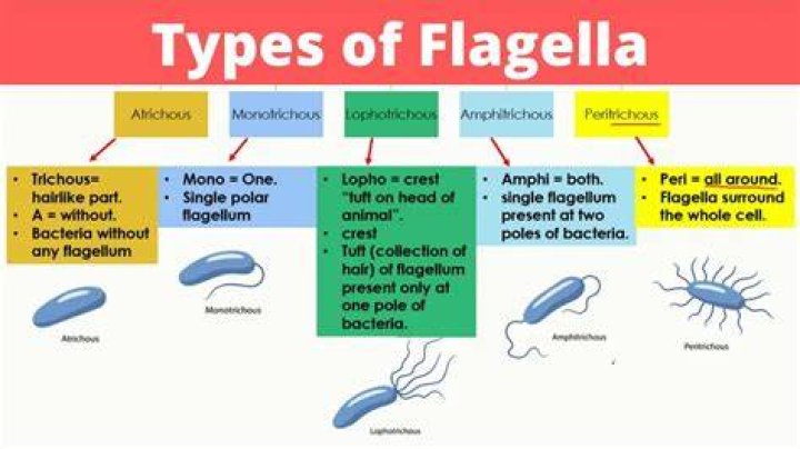 Do protozoans have flagella?