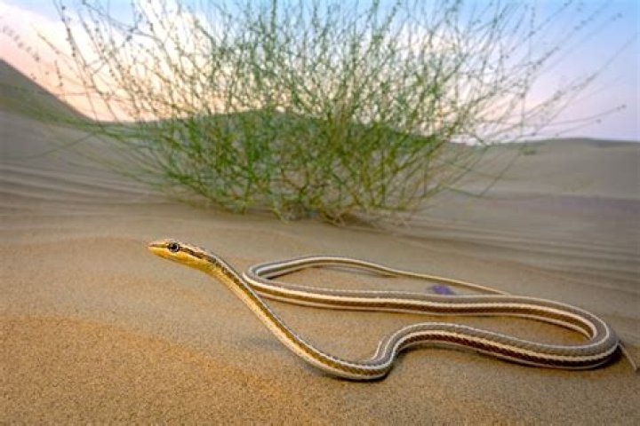 Do snakes live in sand?
