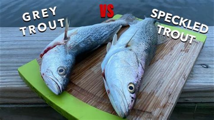 Do weakfish taste good?