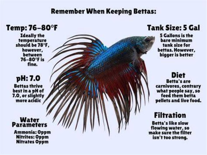 Do you need for a betta fish?