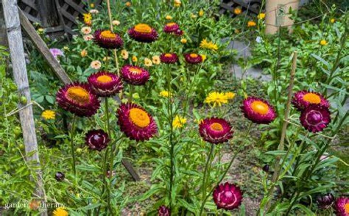Do you pinch strawflower?