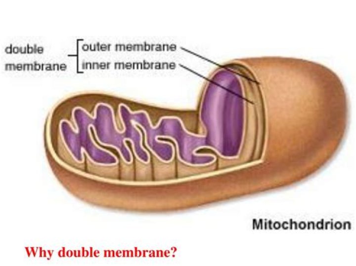 Does an endosome have a double membrane?