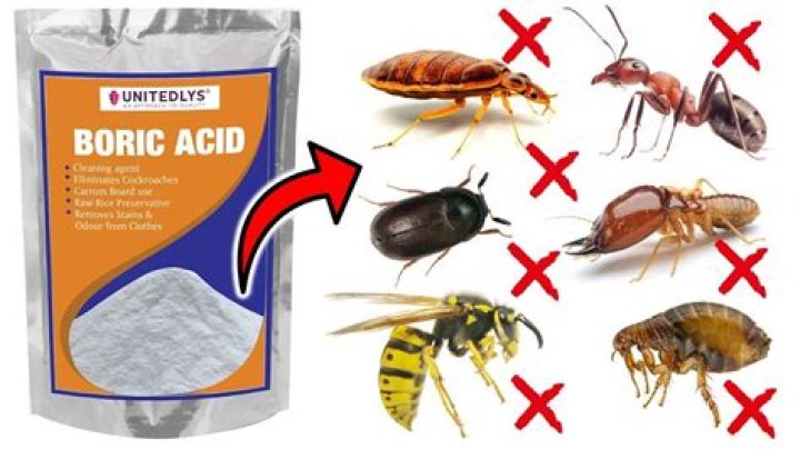 Does boric acid kill spiders?