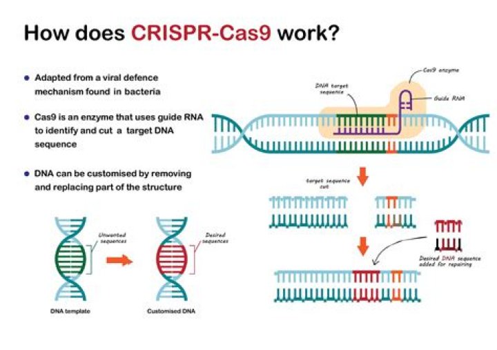 Does crispr therapeutics owned crispr?