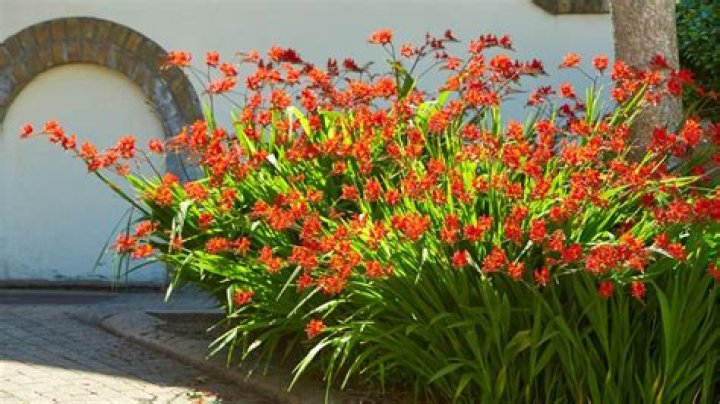 Does crocosmia need full sun?