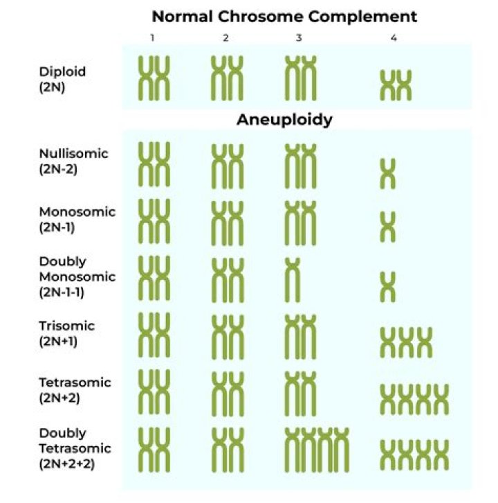 Does icsi cause aneuploidy?