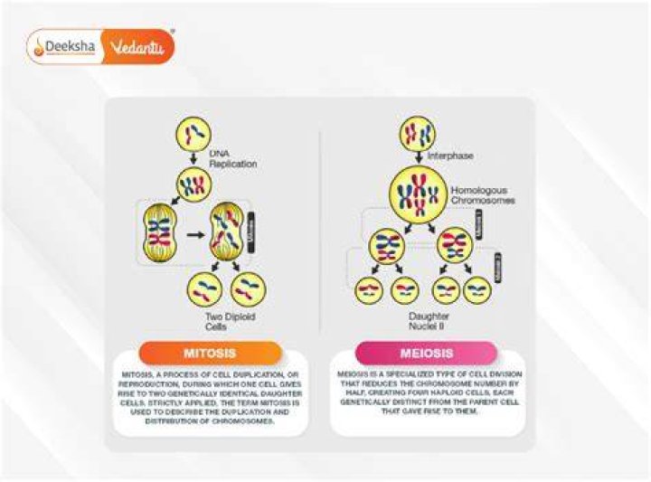 Does mitosis increase genetic variation?