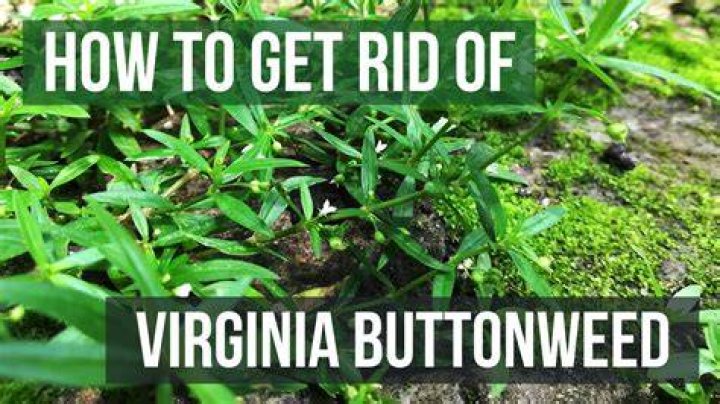 Does msma kill virginia buttonweed?
