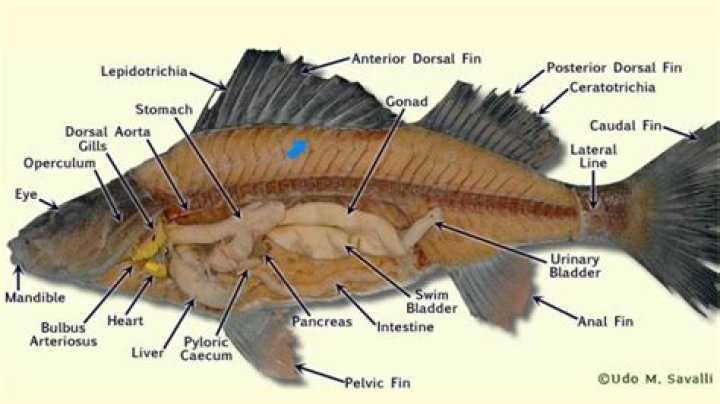 Does perch have bones?