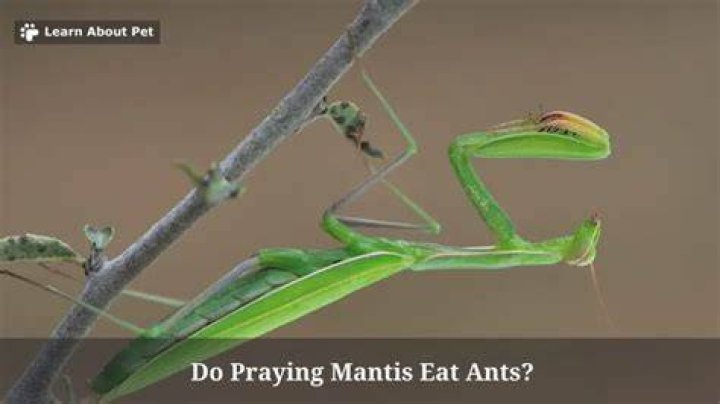 Does praying mantis eat ants?