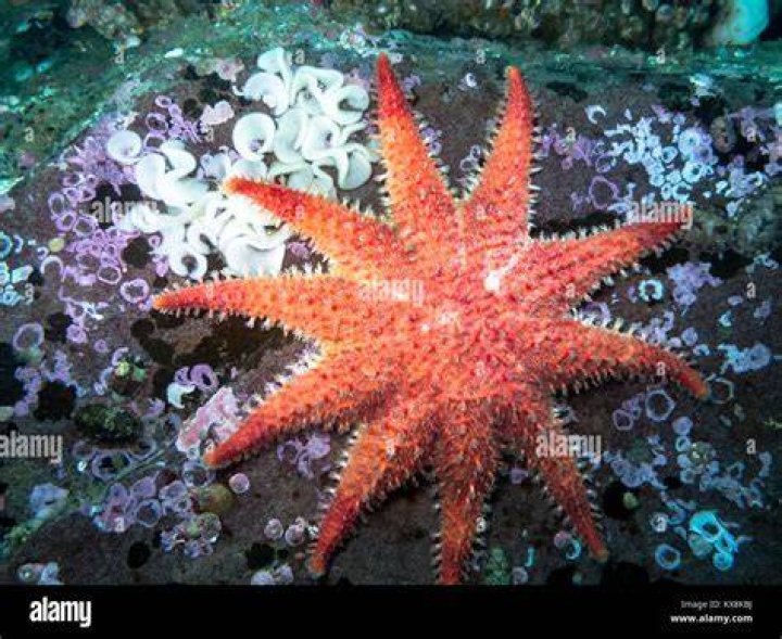 Does starfish lay eggs?