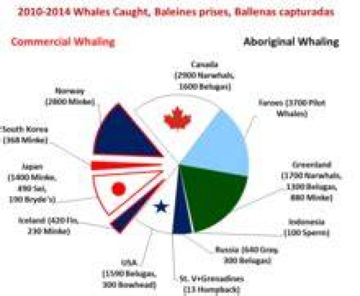 Does whaling still happen?