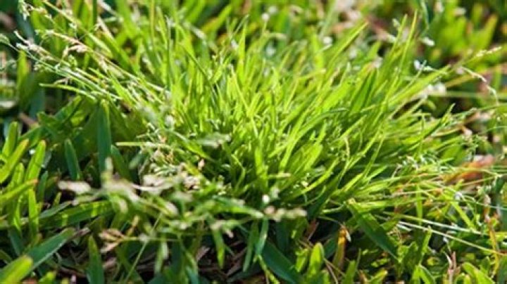 Does winter grass die in summer?