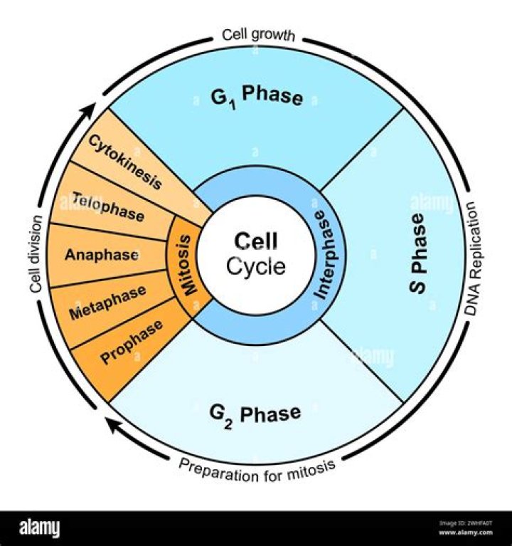 During anaphase a step in the cell cycle?