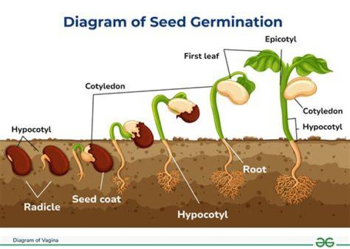 During seed germination hypocotyl transform into?