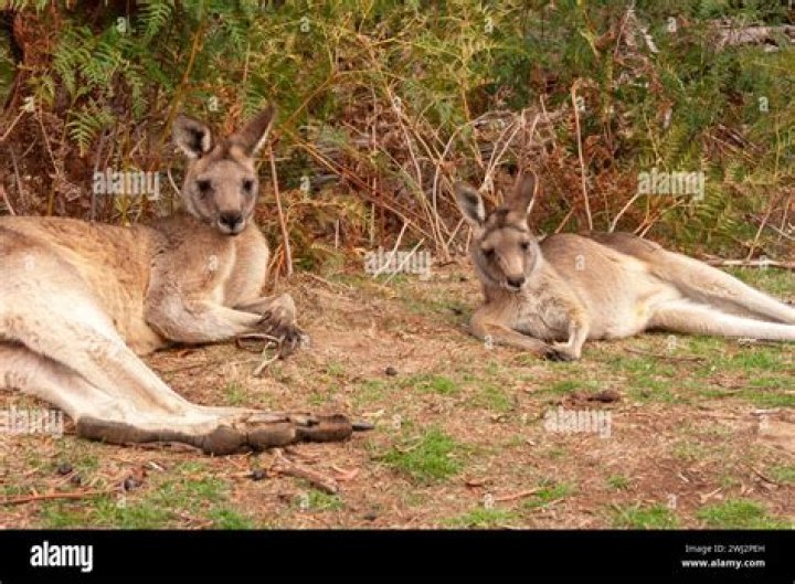 Has tasmania got kangaroos?