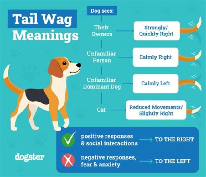 How a dog wags its tail?