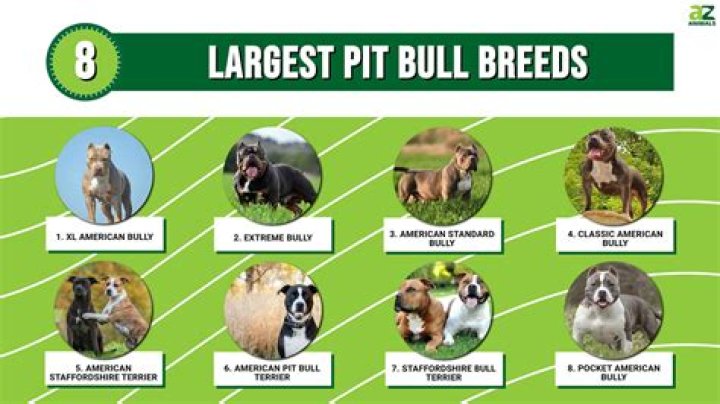 How big do brindle pitbulls get?