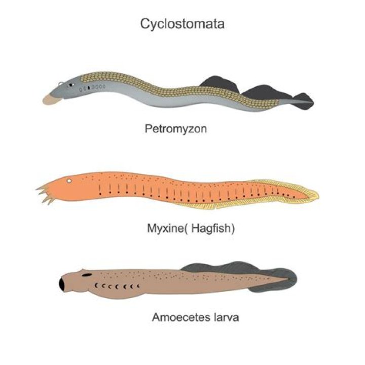 How do cyclostomata reproduce?