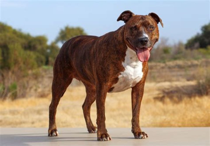 How do u spell pitbull?