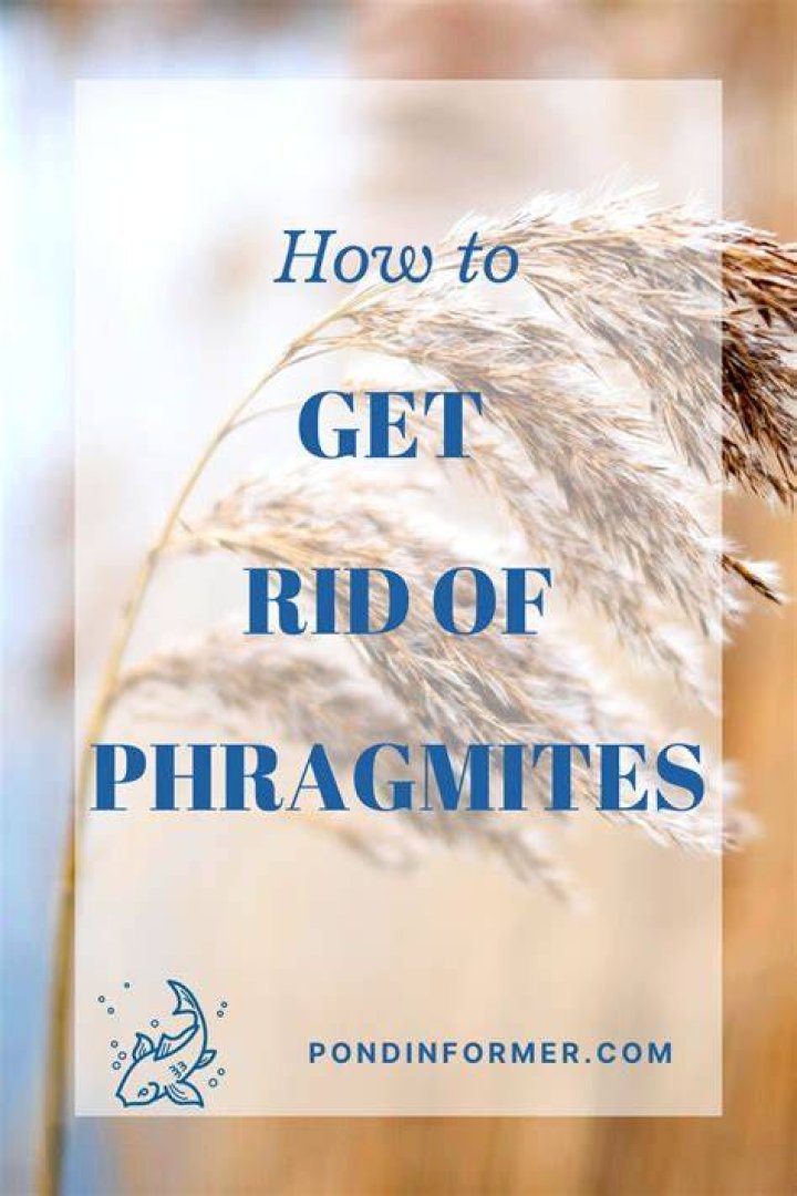 How do you kill phragmites?