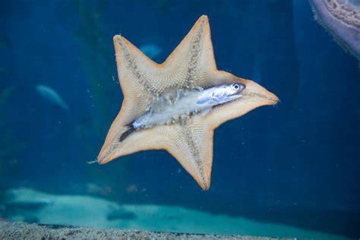 How does a starfish eat?