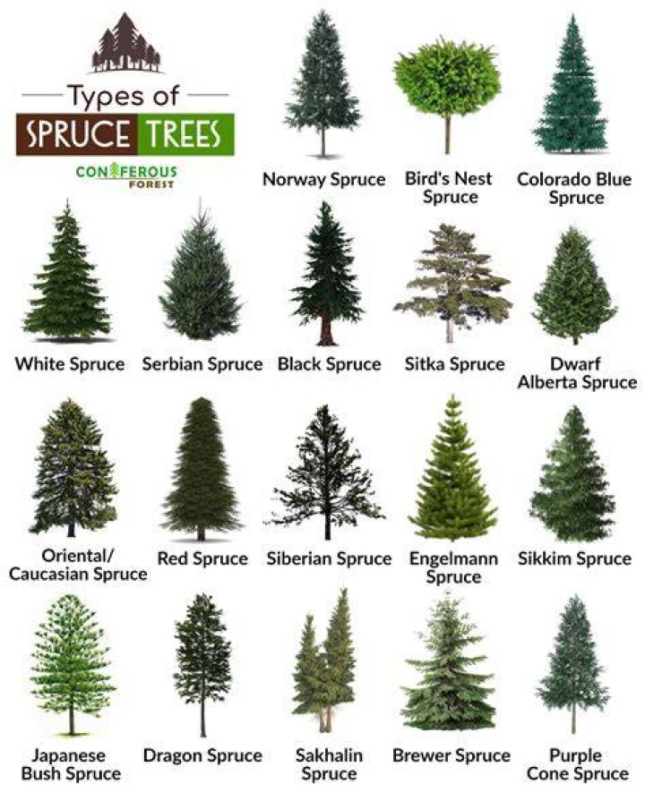 How fast spruces grow?