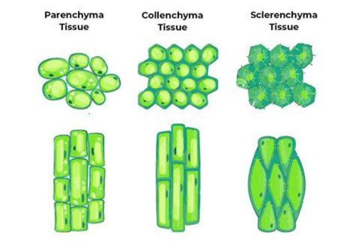 How is collenchyma different from other permanent tissues?